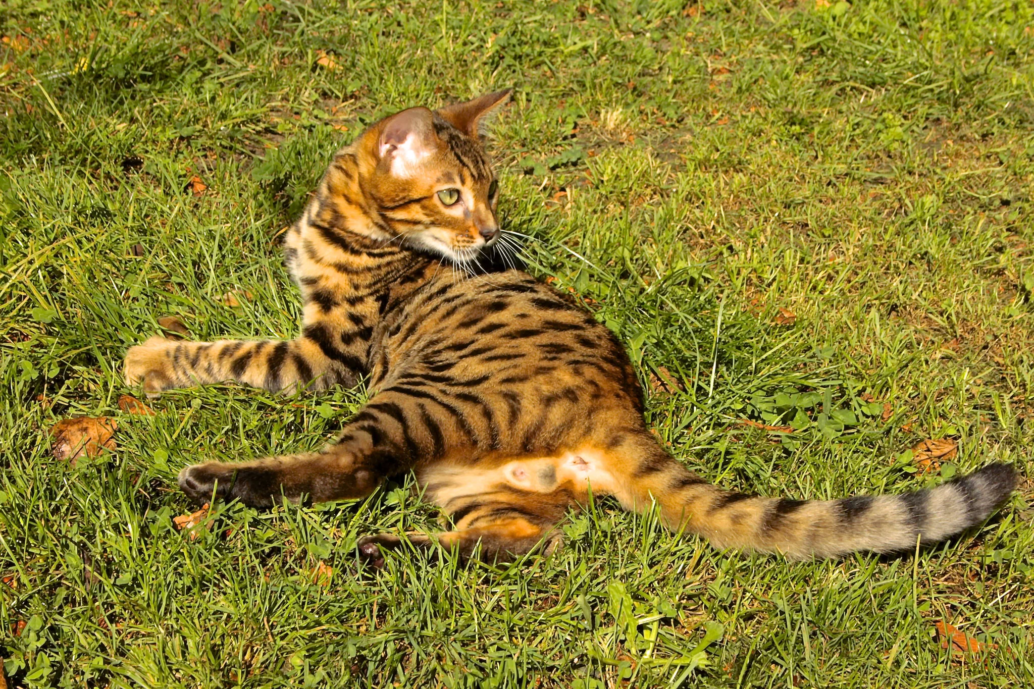 le bengal